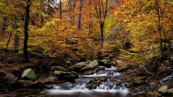 Der Herbst ist die vielleicht wichtigste Zeit für Ihre Online-PR