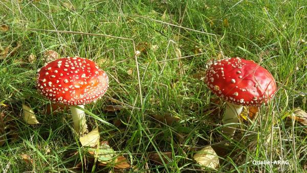 Pilze sammeln: So bleibt die Waldernte ungefährlich