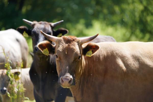 Traditionsreiche Metzgerei Gränitz bietet exklusive Wagyu-Spezialität in Chemnitz