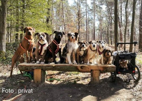 Hundesteuereinnahmen sprudeln und Tierheime sterben