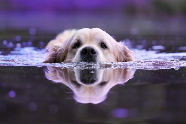 Hund bringt Freude - nicht selten aber auch Sorgen und Ärger