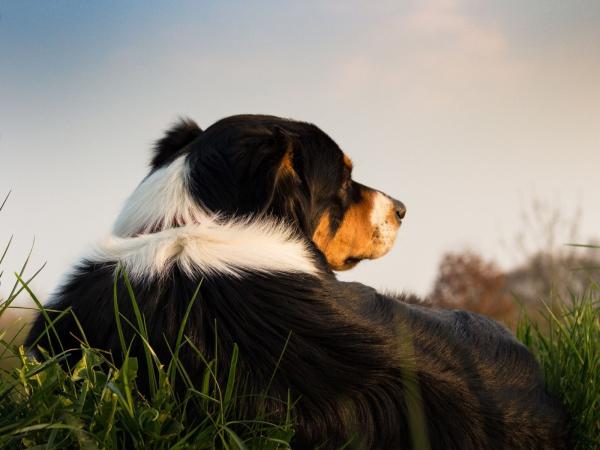 Mit Sonee Dosoruth den richtigen Trainer für Problemhunde finden - worauf es wirklich ankommt