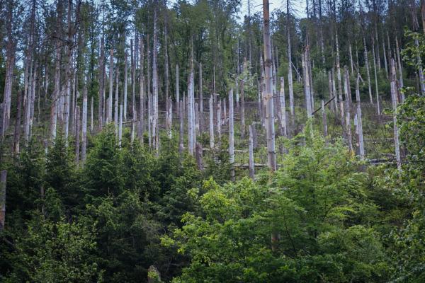 Knauber schützt 17 Hektar großes Waldgebiet