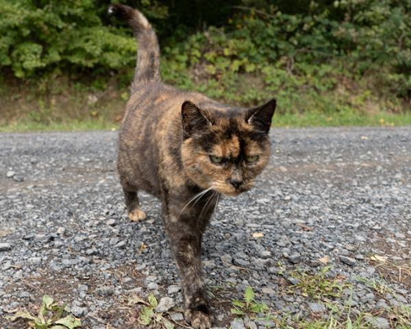 Streunerkatzen: Appell an Kommunen für Kastrationspflicht