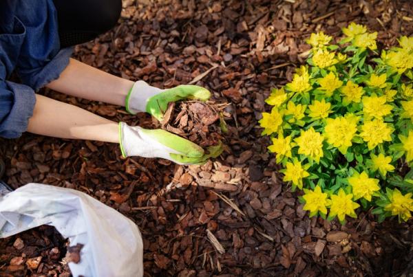 Rindenmulch