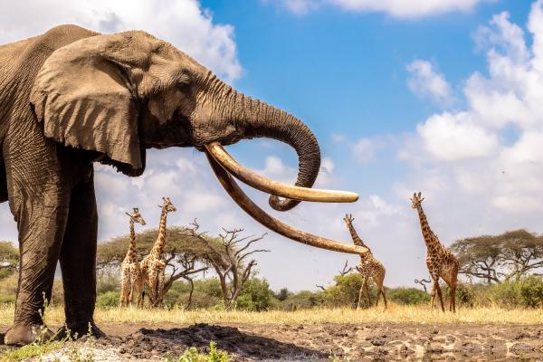 Die beste Zeit des Jahres für Safari-Abenteuer in Botswana, Kenia und Simbabwe 