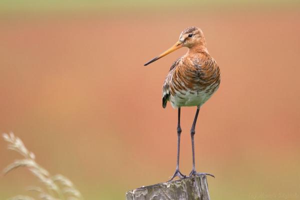 Watteninsel-Safari: Texels "Big 5" in freier Wildbahn entdecken