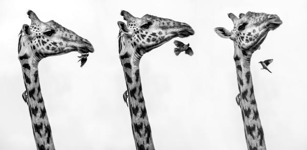 Gift Guide: Einzigartige Fine Art Wildlife Prints von Beverly Joubert