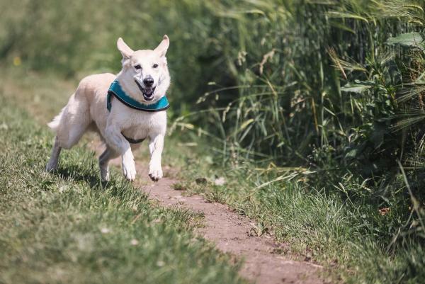 Das passende Problemhundetraining mit Sonee Dosoruth finden - der Weg zum entspannten Miteinander