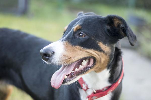 Das passende Problemhundetraining mit Sonee Dosoruth finden - der Weg zum entspannten Miteinander