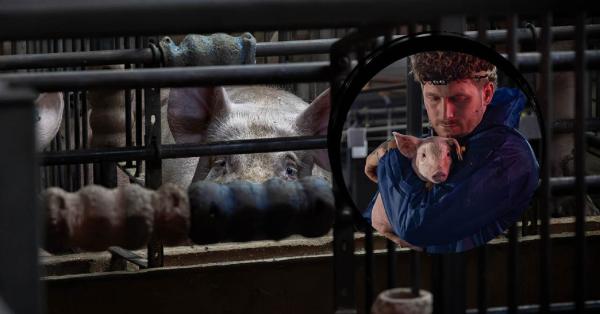 Tierschützer Malte Zierden und ANINOVA retten Ferkel aus Schweine-Hölle - Undercover in einer Schweinezucht