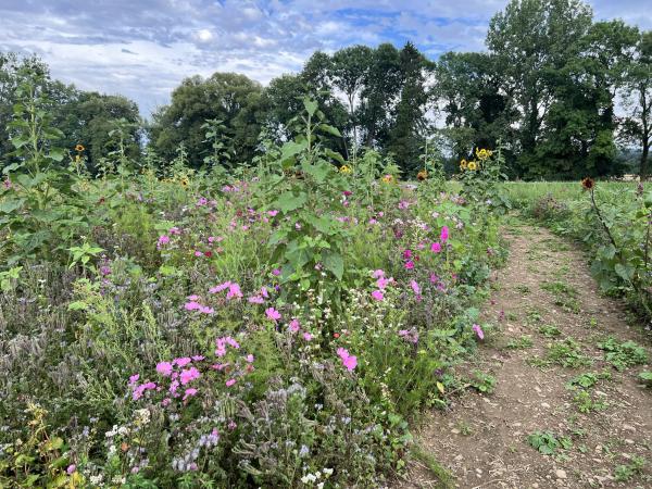 Feldwerbung (Field Ads, Logoanbau) mit Blumen bringt Artenvielfalt und OOH Werbe-Impact