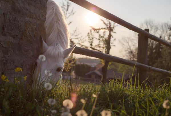 Naturerfahrungen als Therapie: Naturpädagogische Konzepte im Regenbogenhaus und der Villa Knolle Bolle