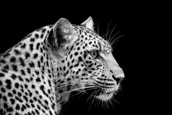 Limitierte Beverly Joubert Fine Art Wildlife Prints zugute der Big Cats Initiative