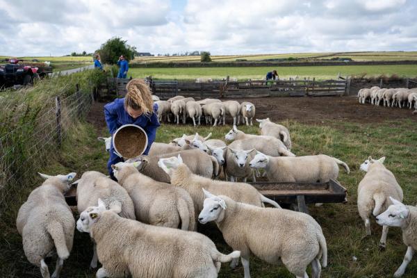 Wetterprognose für die Insel: Ausgiebiger "Lämmer-Regen" auf Texel