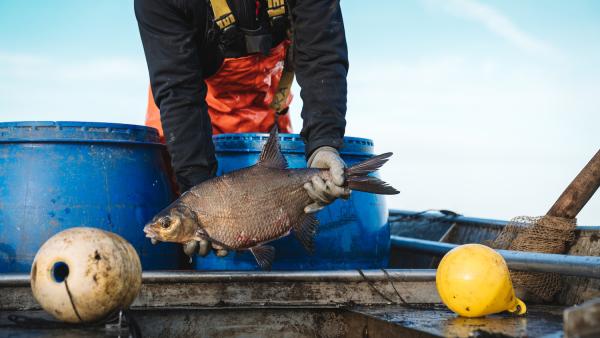 Knuspr setzt im März auf besondere Frische bei Fisch