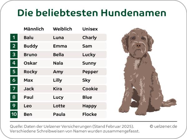 Luna, Balu und Pommes im Hundepark: Die beliebtesten und kreativsten Hundenamen Deutschlands