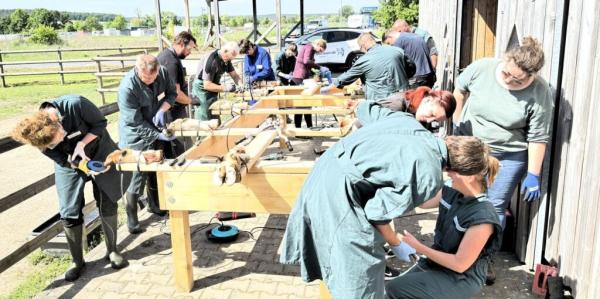 Highlight des Tierärzteupdates war der praktische Teil mit den Übungen an Kuhfüßen nach neuester tiermedizinischer Wissenschaft Die Klauen tragen die Milch-Workshop „Klauenorthopädie & Klauenpflege“ für Tierärzt:innen der Rindermedizin