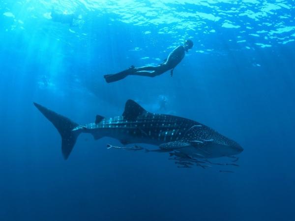 Nova Maldives lockt mit 30 Tauchspots: Entdecke die majestätischen Meeresbewohner des Süd Ari Atolls