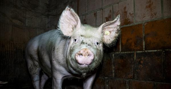 Nach Westfleisch-Skandal: Schlachtkonzern gerät unter Druck - Staatsanwaltschaft ermittelt gegen Zulieferer