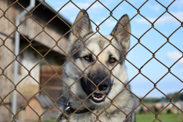 Tierheimsponsoring Das Team vom Tierheimsponsoring berichtet über Tierheime in Deutschland: Herausforderungen und Lösungen