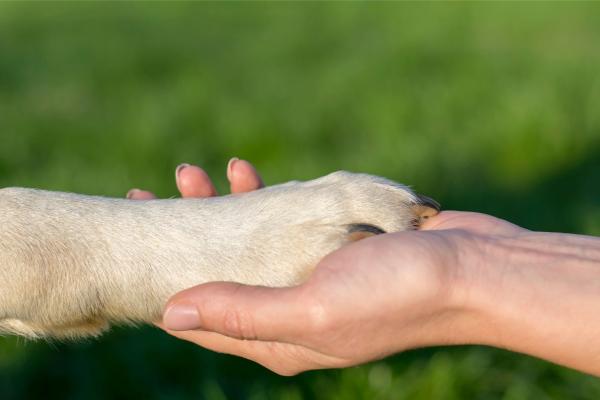 Das Team vom Tierheimsponsoring über die Bedeutung verlässlicher Partner im Tierschutz