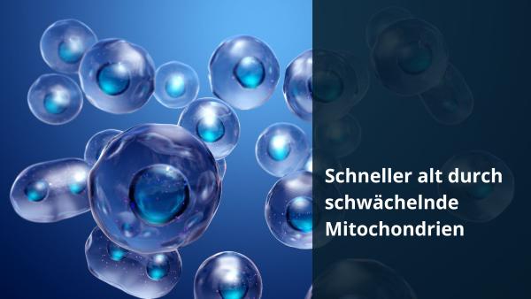 Schneller alt durch schwächelnde Mitochondrien / Redaktion bioresonanz-zukunft.de Schneller alt durch schwächelnde Mitochondrien
