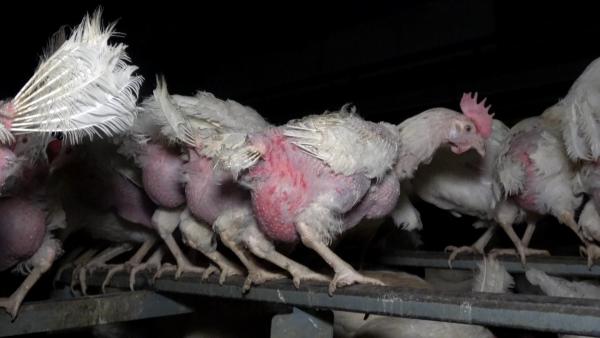 Tierquälerei und illegale Stromzäune im Hühnerbetrieb "Zeeb" in Reutlingen aufgedeckt - Eier landen bei EDEKA