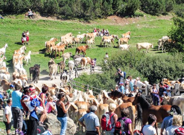Vieheintrieb: Am Rittner Horn wird der Barthlmastag gefeiert