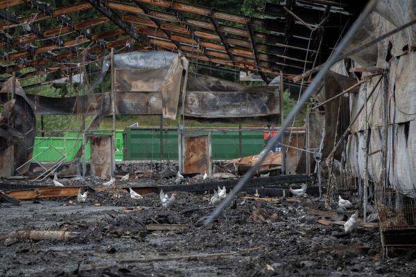 100 Hühner nach Stallbrand sich selbst überlassen - ANINOVA erhebt Vorwürfe gegen Veterinäramt Heidekreis