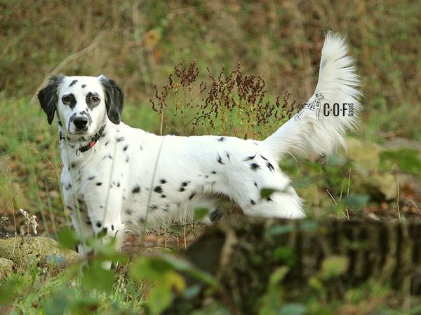 Langhaar-Dalmatiner: Der Hund mit Charakter, Geschichte und Zukunft 
