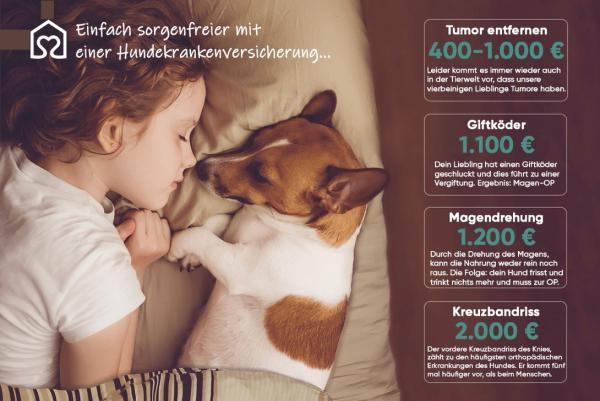Tierheimat - die beste Wahl für Tierfreunde Tiervermittlung mit Herz - Die Plattform von Tierheimat für Tierfreunde