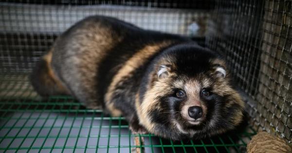 Pelzverbot in greifbarer Nähe: EU-Behörde bestätigt systematische Tierquälerei