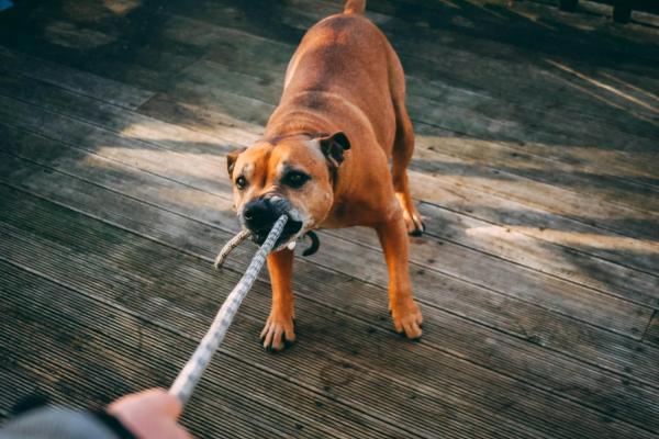 Warum pöbelt mein Hund andere Hunde an? Die wahren Ursachen verstehen