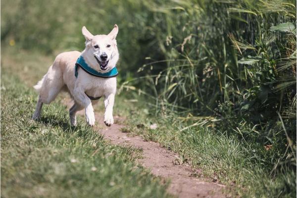 Hund richtig auslasten: Der Mythos Auslastung - warum weniger oft mehr ist