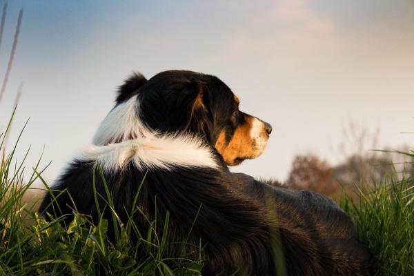 Stimmungsübertragung auf den Hund: Wie Deine Emotionen das Verhalten beeinflusst