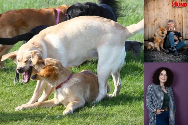 Live-Seminar "Hunde fair beobachten lernen"