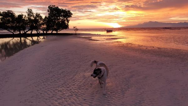 Herrlicher Sonnenuntergang auf Siquijor (Strand am Casa de la Playa, Sandugan) Was macht Siquijor Island zu einer einzigartigen Destination?