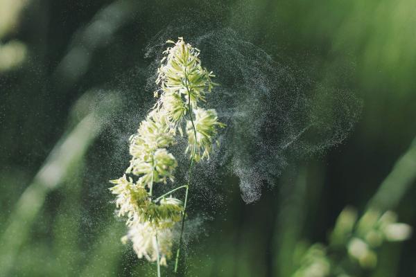 Für Allergiker: Der Aktuelle Pollenflug für jeden Ort
