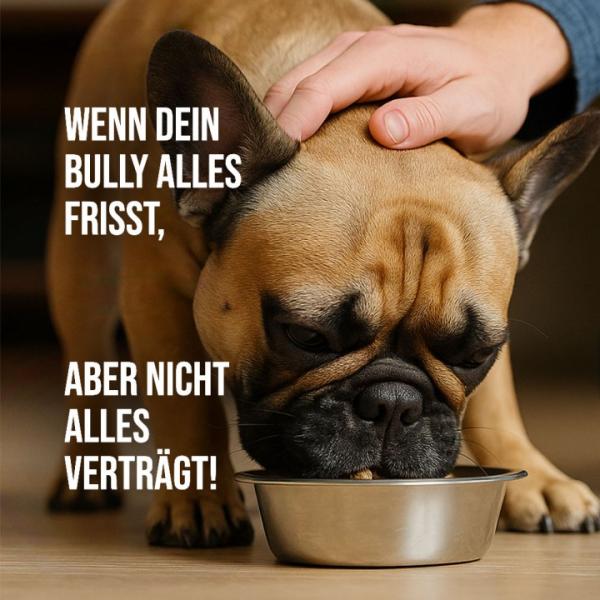 Futtermittelunverträglichkeit bei Frenchi - keine Seltenheit bei dieser Rasse - Trockenbarf hilft Trockenbarf gegen Futterallergie: Gesundes Hundefutter