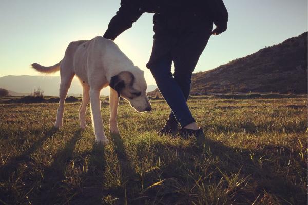Hund liest Mensch: Was Dein Hund über Dich weiß - und was das mit Führung zu tun hat