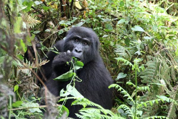 Gorilla-Tracking in Uganda Nachhaltiger Tourismus in Afrika - Die 3 wichtigsten Arten
