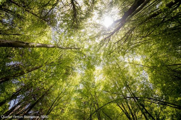 Wenn der Wald ruft
