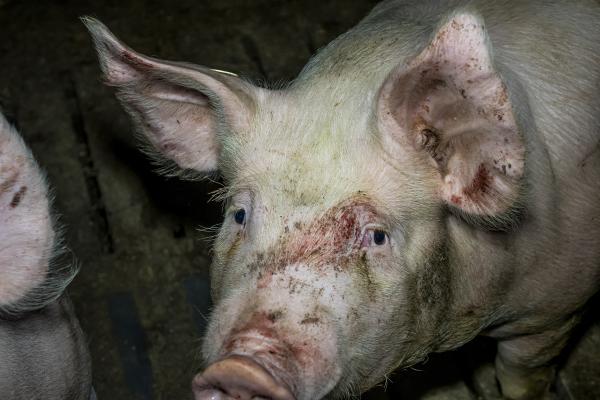 Kreis Steinfurt: Fast jede 2. Schweine-Kontrolle mit Missständen - ANINOVA fordert Konsequenzen