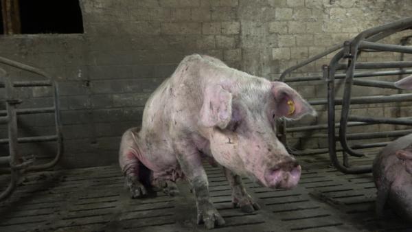 Verwahrloste Schweinezucht: ANINOVA deckt katastrophale Zustände im Märkischen Kreis auf