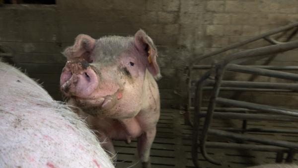 Funktionär eines Bauernverbands aus Rheinland-Pfalz wegen katastrophaler Zustände in Schweinezucht in Kritik