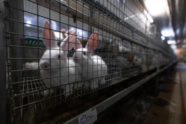 Tierquälerei mit System: Kaninchen aus größter Zucht Deutschlands im "Asamhof" missbraucht-Ermittlungen laufen