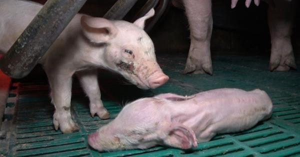 Nach Tierquälerei-Aufdeckung: Staatsanwaltschaft Dortmund bestätigt Anzeige gegen Schweinezucht Halver