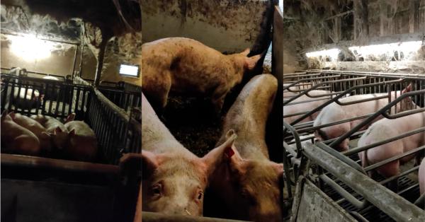 Neue Beweise belasten Schweinezucht des Bauernfunktionärs aus Rheinland-Pfalz