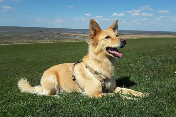 Hund ohne Leine führen trotz Jagdverhalten - geht das überhaupt?